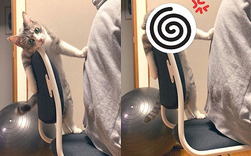 貓咪不爽奴才霸占椅子　竟從背後推：鏟屎的滾啦！