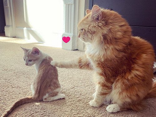 (影)媽媽領養新小貓太害羞　大橘貓努力破冰：跟我玩嘛！