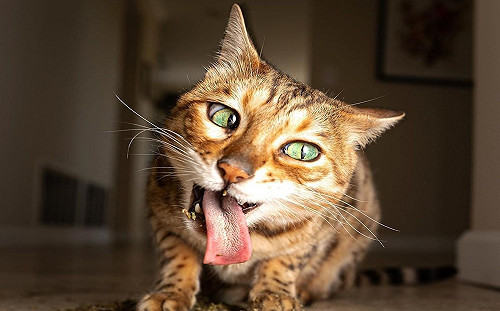 貓中途攝影師捕捉喵皇嗑草的瞬間　嗨到嘴臉都歪形象超崩壞