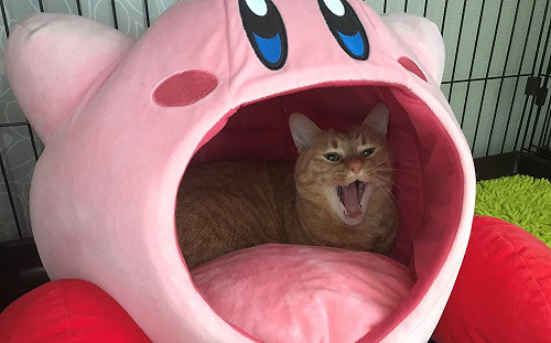 養傷也要HAN可愛！橘貓超愛卡比　被吸入照樣躺好躺滿