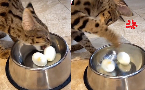 貓咪想吃蛋可是太滑吃不到　下秒竟森七七出喵拳爆打食物！