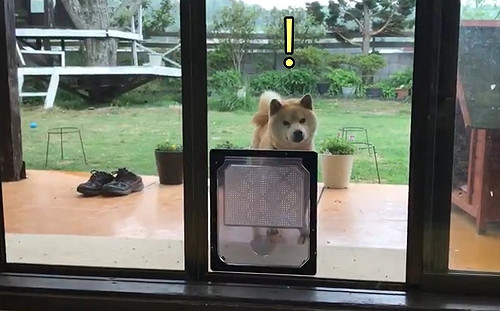 (影)傲嬌柴柴偏不走寵物門  白目行徑讓主人好氣又好笑