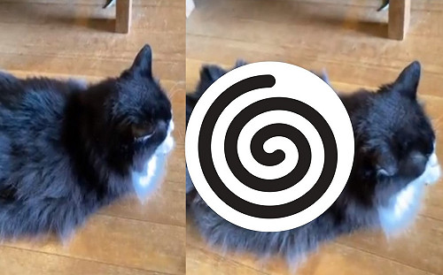 (影)淡定長毛貓無懼吸塵器　被手動進化成「喵吉拉」！