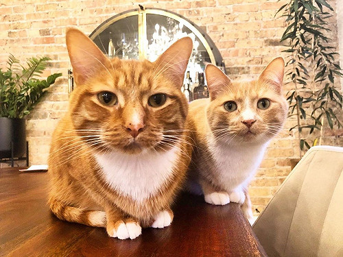 (影)橘貓兄弟好感情　表情動作經常同步網笑：加倍可愛！