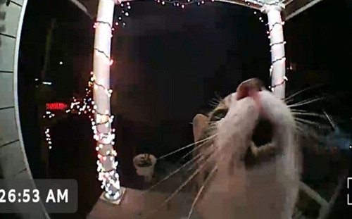 家貓出門玩半夜才回家  發現門沒開竟按電鈴：讓朕進去！