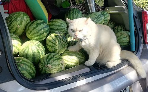 西瓜攤貓老闆表情「五告派」　瞪到客人心裡發寒：快點買！