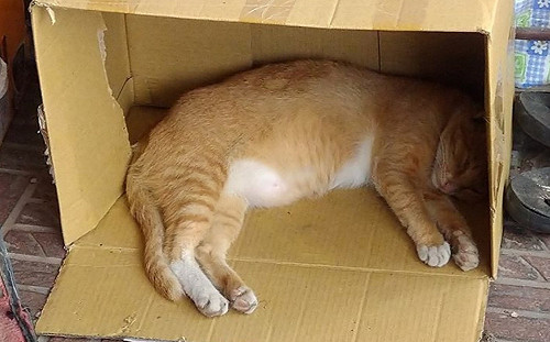 餵養浪橘肚子一天一天大　送去待產醫生笑：肚裡只有脂肪！