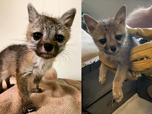 帶狗出門散個步  竟遇小萌狐「半路認媽」沿途跟回家！