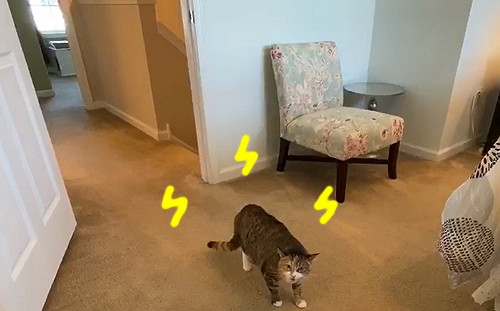 (影)快滾出我家！房仲到屋主家拍房子竟遇到「兇貓」氣噗噗趕人