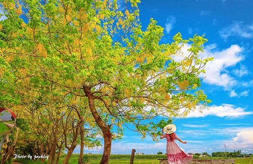 阿勃勒最美紀錄！4地點新拍法留下獨特回憶照