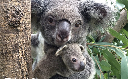 甜蜜負擔！無尾熊成年仍攀媽媽背上撒嬌  太重遭保育員驅離