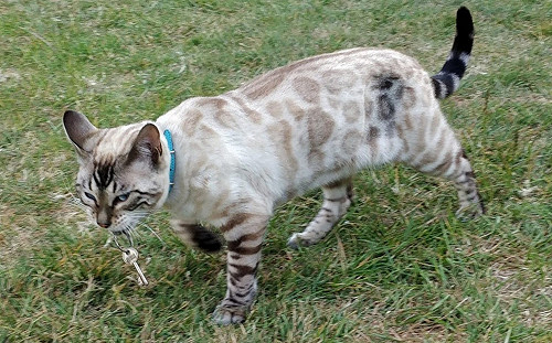 貓咪回家叼整串鑰匙給奴才　網笑：這個送大了！