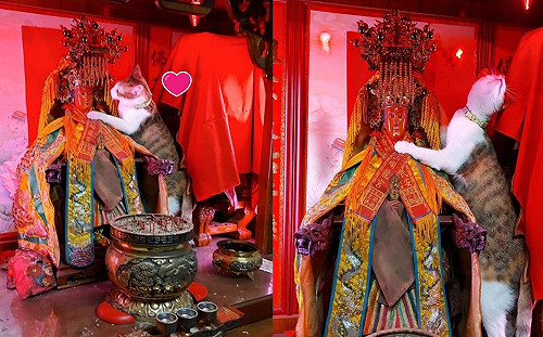 貓咪爬上神桌向媽祖婆撒嬌　網笑：告狀罐罐不夠吃啦！