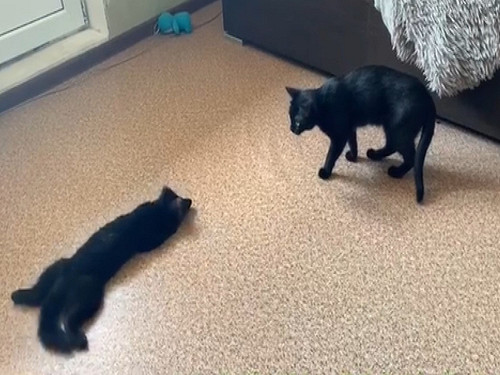 (影)紫貂欲偷襲黑喵　翻肚搖尾巴又匍匐前進網笑：假鬼假怪！