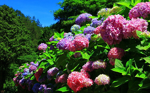 日賞花夜追螢！杉林溪萬朵繡球花繽紛大爆發