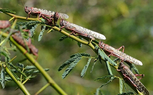 洪患未平蝗蟲已來！  中國東北「蟲影密布」  恐狠掃全國20%糧食