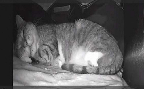 口嫌體正直！老爸幫餵浪貓還蓋房架監視器：看牠有無回來睡？