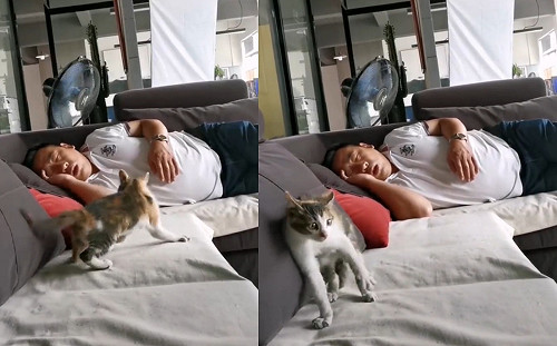 (影)鼾聲如雷！三花貓忍無可忍來來回回超想巴下去：麥擱睏啊