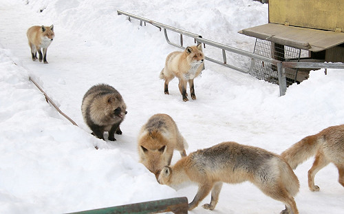 (影)狐狸軍團中「有間諜」偷偷混入　網友大笑：這隻熬夜太晚！