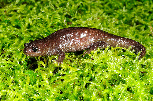 漫遊兩棲國度！達人領路講解珍稀山椒魚奧秘