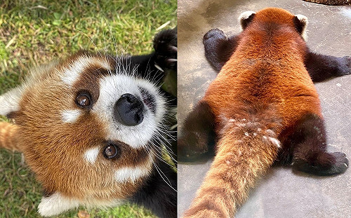 我就廢！動物園驚見「小貓熊」大字型趴睡網笑：是地毯嗎？