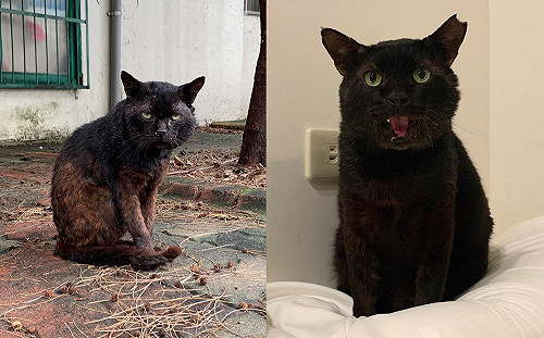 (影)兇惡浪浪「皮蛋」餓到褪色　心疼收編竟融化成軟萌黑貓！