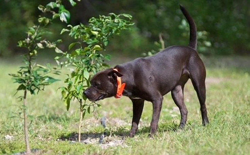 (影)汪星人也能協助檢測柑橘病害？準確率居然還高達99%！
