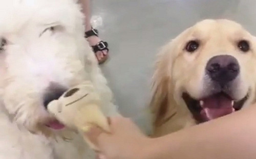 (影)馬麻把玩具借同伴　萌金瞬間森77變臉：通通我的！