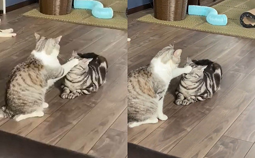 (影)被肉球「加持」！貓咪全程哀怨逼視　網歪：加冕儀式進行中