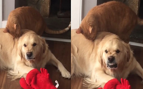 (影)被貓聞身很不滿　主人一旁看金金只能皺鼻露齒：我沒生氣！