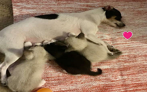 (影) 失去寶寶的母狗遇見三隻小奶貓　第一眼就愛上：我來當媽媽！