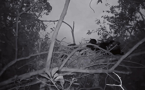 廣原小熊山林間活動力強 錦屏母熊增胖中