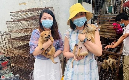 無視武肺「嚐野味」!  中國狗肉節起跑!  江蘇肉品公司:禁食狗肉否定中國傳統