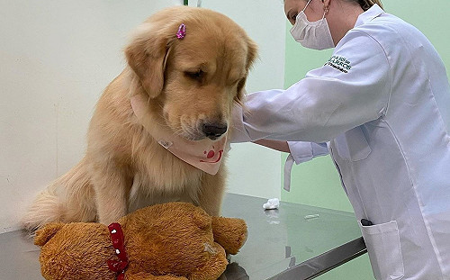 金金怕打針　為壯膽帶熊寶貝一起囧臉看診：好了沒？