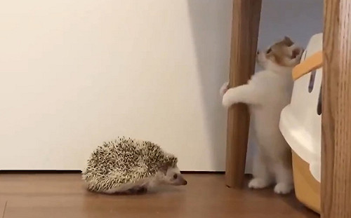 (影)初次見到刺蝟　短腿小萌貓嚇得抱緊桌腳：鼻要過來！