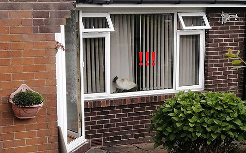 女子經過鄰居家　看到窗內生物好眼熟：那是我的貓啊！