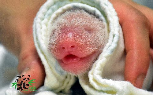 大貓熊「圓圓」喜迎第二胎！「圓仔」升格當姊姊