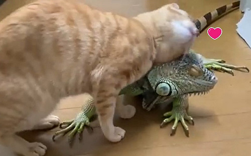 (影)橘貓把綠鬣蜥當「不求人」　狂磨蹭搔頭：這個刺刺很可以！