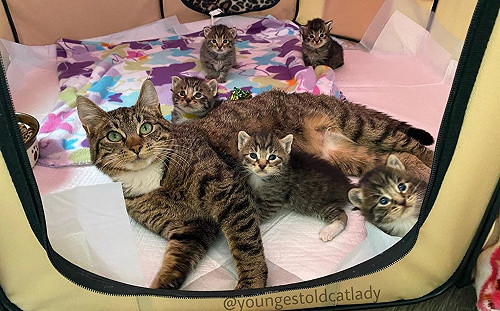 (影)浪貓大剌剌闖進公寓　一小時後牠準備生寶寶：借我當產房！