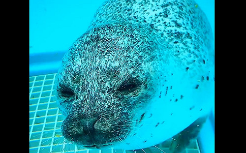 (影)海豹手收癢癢不停搓搓搓　網被萌翻卻歪樓：想借錢膩？