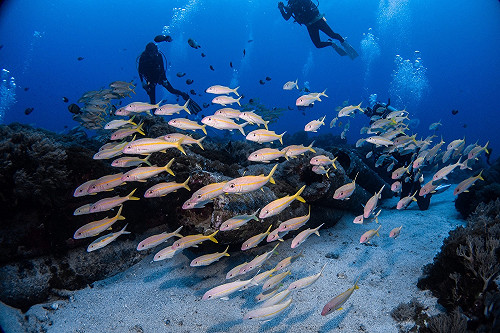 學潛水必讀！6大  Q&A 解答新手常見疑問