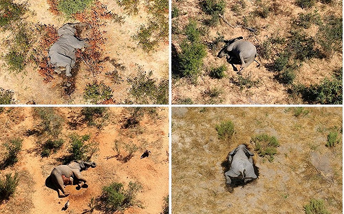 傳染病？非洲波札那逾360頭大象離奇死亡