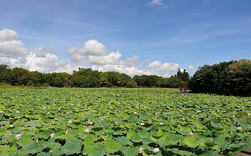 漫步全台最大荷花池！東勢5公頃貯木池荷花飄香盛開中
