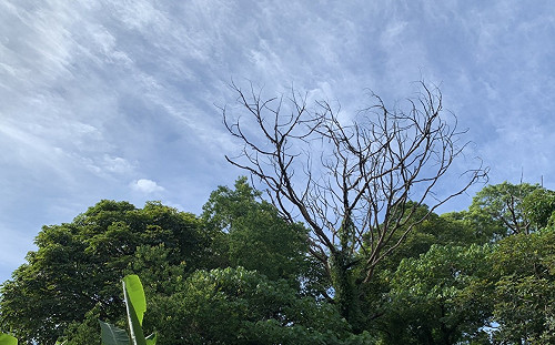 8縣市高溫上看36度！大台北留意午後短暫雷陣