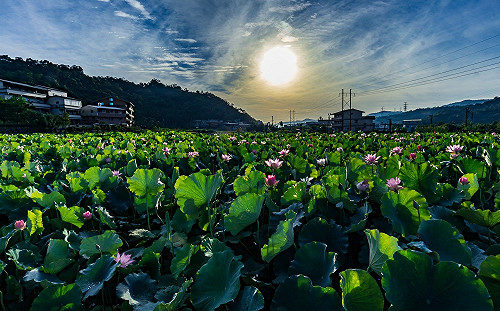 睡蓮荷花齊放！雙溪荷花園走小橋夜訪浪漫花景