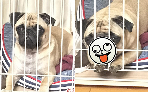 調皮被關籠懲罰　小巴哥神情懊悔把臉擠成一團：偶錯了～