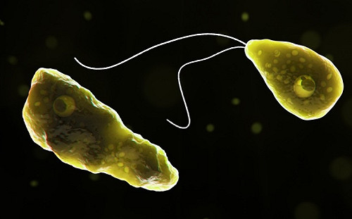 143人染病只有4人倖存 佛羅里達出現致命「食腦蟲」