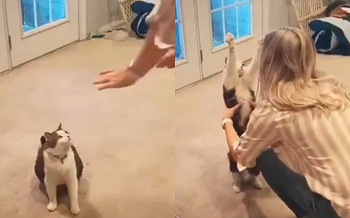 (影)一見主人靠近　貼心喵喵立刻伸長手手討抱網羨煞！