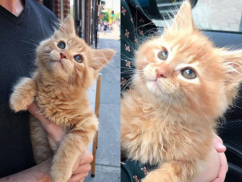 中途照顧瘦弱小奶貓　放電眼神竟勾走愛媽的心收編成功