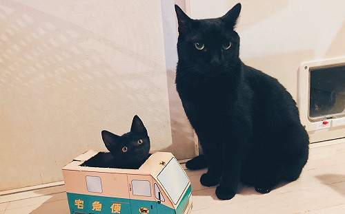 (影)宅急便小黑喵初次員工訓練　大黑貓：新來的會不會開車？